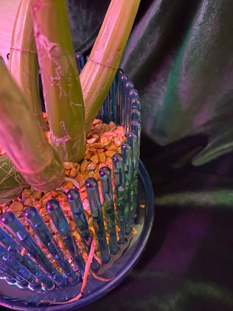 #8 Erfahrung über Colomi 7 IMG_9527_1