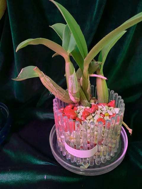 #8 Erfahrung über Colomi 8 IMG_9528_1