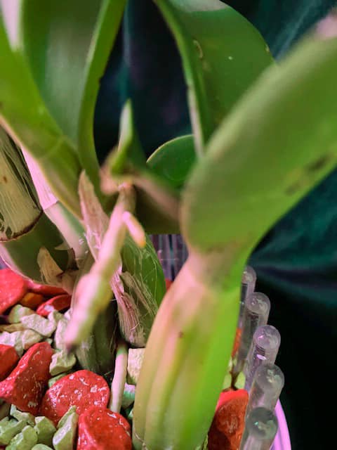 #8 Erfahrung über Colomi 10 IMG_9530_1