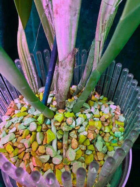 #8 Erfahrung über Colomi 12 IMG_9533_1