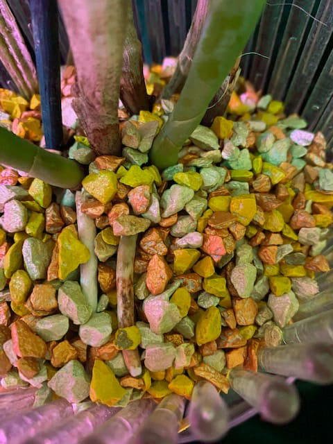 #8 Erfahrung über Colomi 13 IMG_9534_1