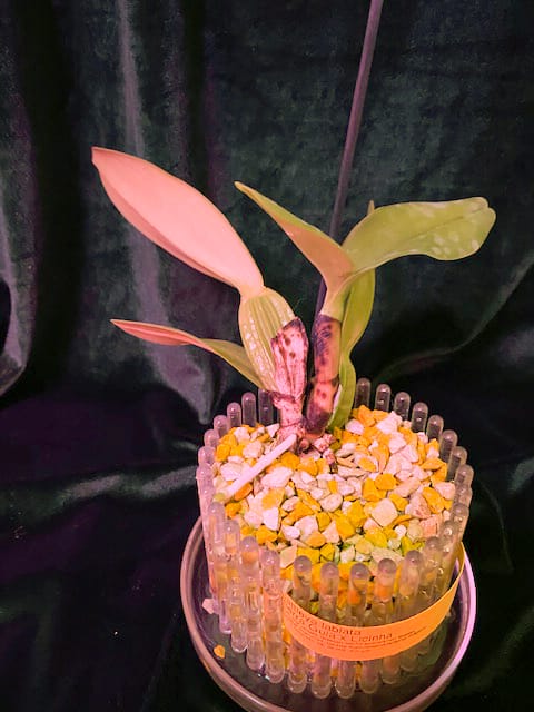 #8 Erfahrung über Colomi 14 IMG_9535_1