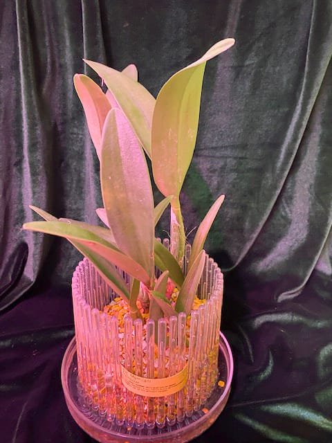 #8 Erfahrung über Colomi 2 IMG_9536_1