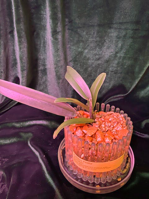 #8 Erfahrung über Colomi 3 IMG_9537_1