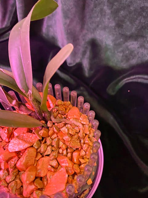 #8 Erfahrung über Colomi 4 IMG_9538_1