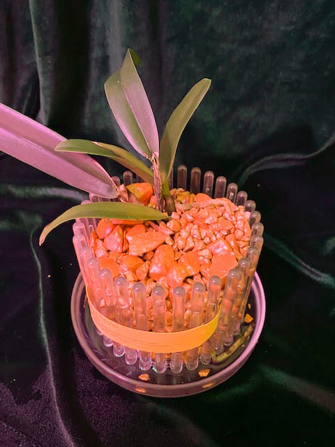 #8 Erfahrung über Colomi 5 IMG_9539_1