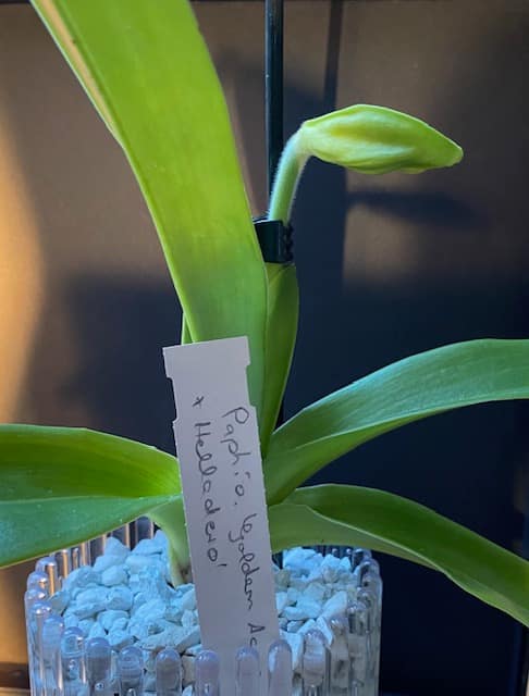 #1 Erfahrung über Colomi 11 IMG_8812