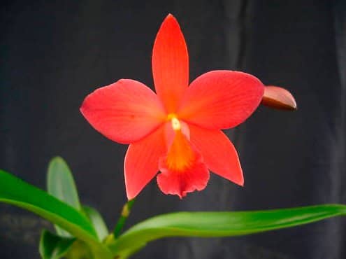 Cattleya die nächste große Gattung auf Youtube