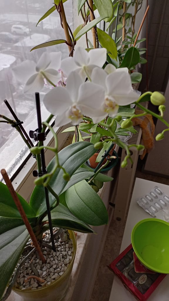 #4 Erfahrung über Colomi 4 IMG_20221217_100202