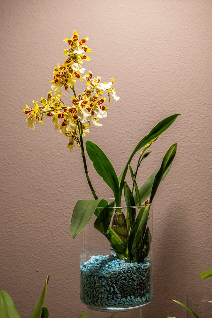 Colmanara Wildcat 'White lip' 5 Colmanara Wildcat 'White lip' 1