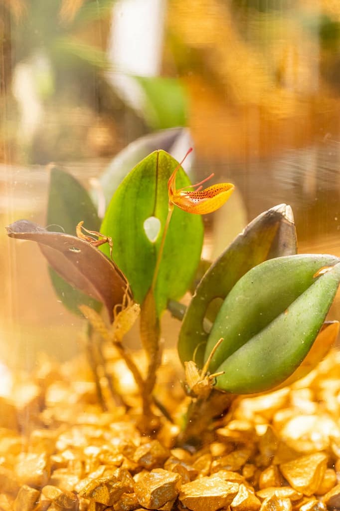 Restrepia mohrii 2 Restrepia mohrii 6