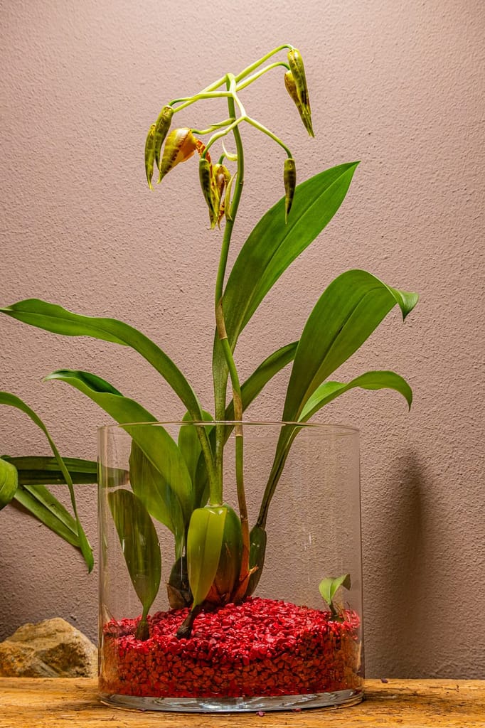 Rossioglossum Rawdon Jester 'Münchner Kindl' 3 Rossioglossum Rawdon Jester 4