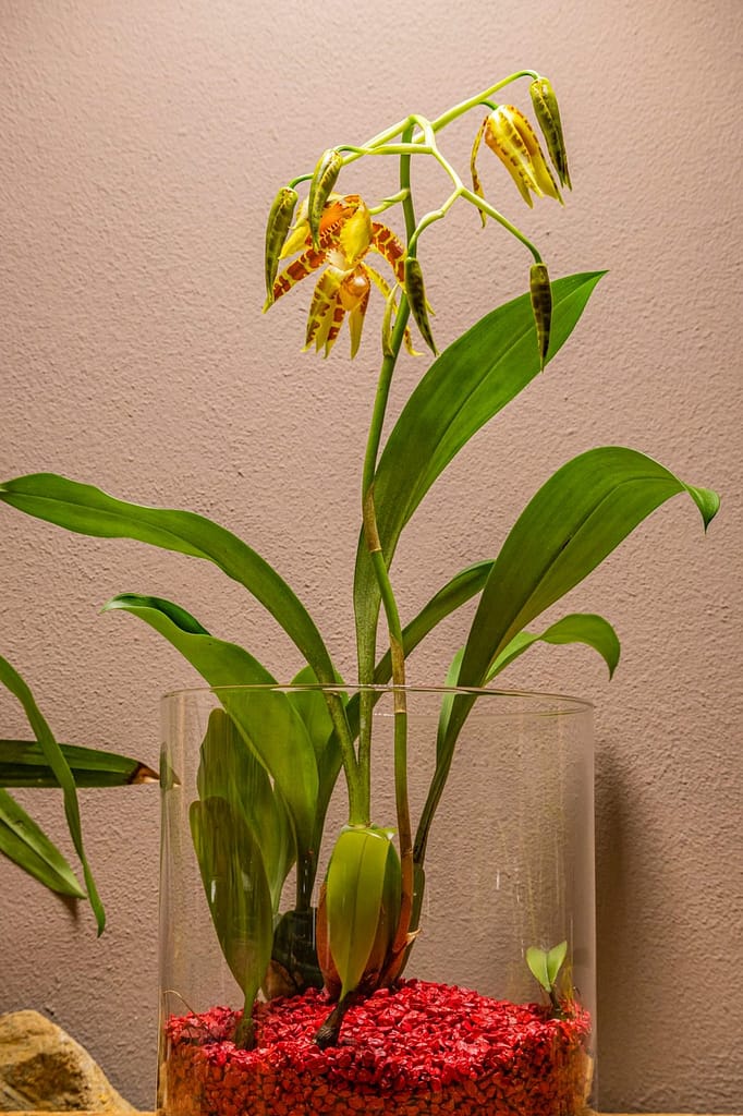 Rossioglossum Rawdon Jester 'Münchner Kindl' 2 Rossioglossum Rawdon Jester 5