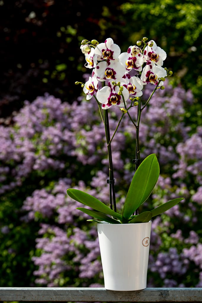 Phalaenopsis Elegant 'Polka Dots' 7 BVO 2749