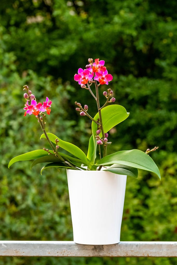 Doritaenopsis Table Mystery 13 BVO_2123