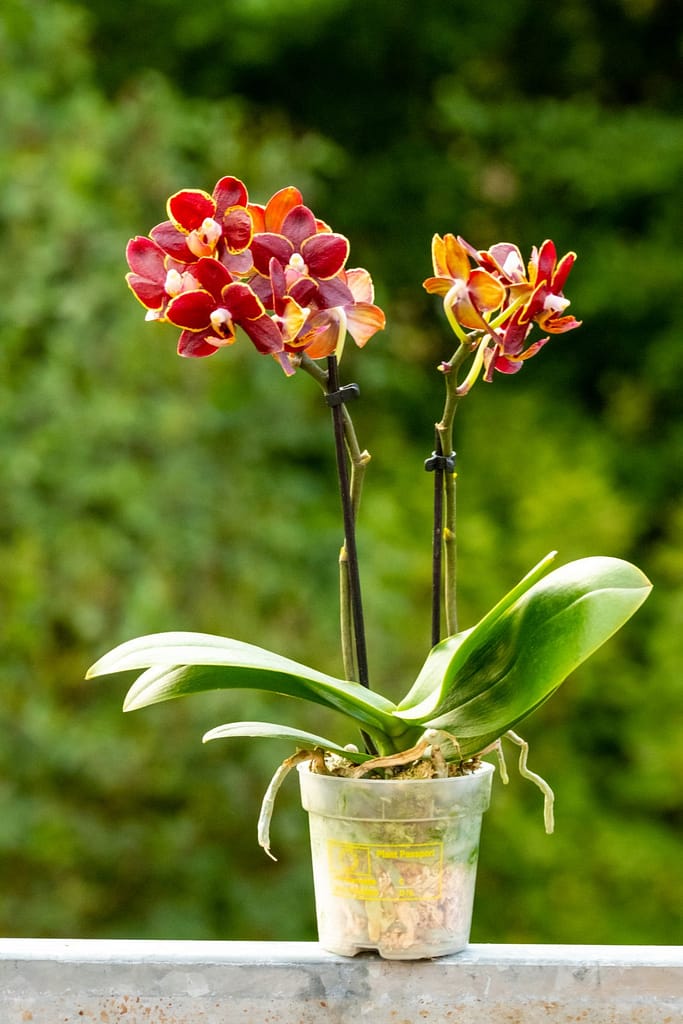 Doritaenopsis Esmee 5 BVO_2154