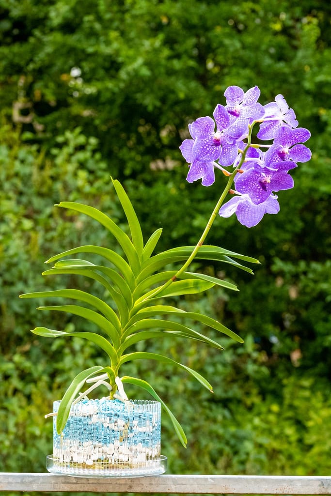 Vanda Lake Michigan 2 BVO_2203
