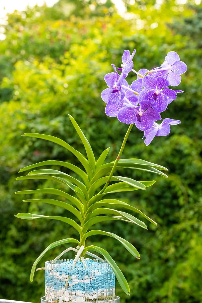 Vanda Lake Michigan 8 BVO_2220