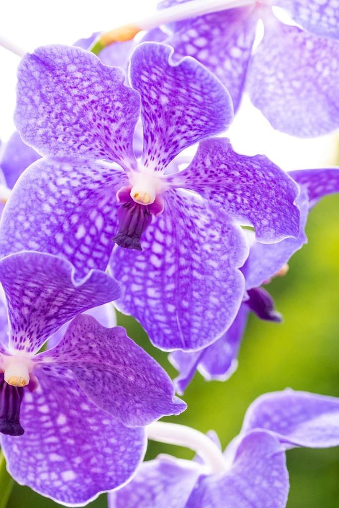 Vanda Lake Michigan 7 BVO_2221