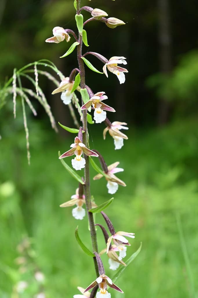 Sumpf-Stendelwurz (Epipactis palustris) 2 117876425_10217454413368419_4097911269496848668_n
