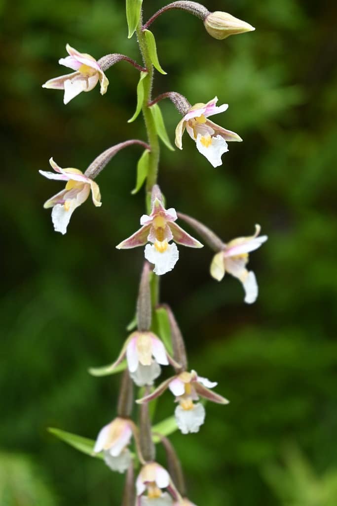 Sumpf-Stendelwurz (Epipactis palustris) 4 117940906_10217454420248591_6346765908622796985_n