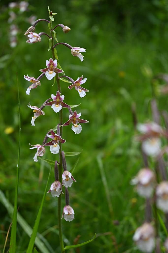 Sumpf-Stendelwurz (Epipactis palustris) 3 117946338_10217454420888607_7464333739784673577_n