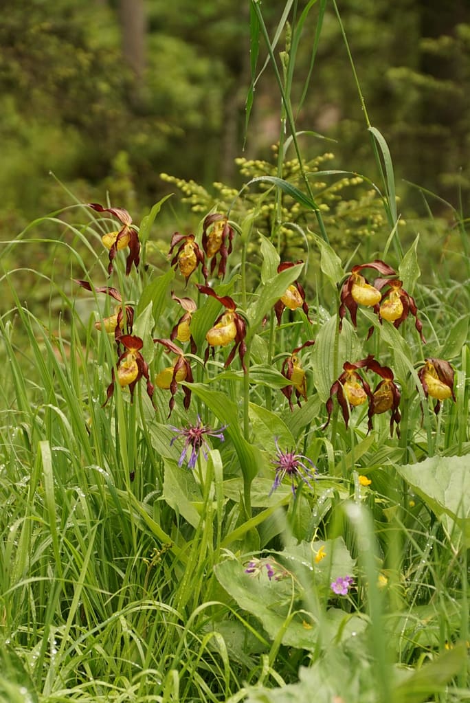 Frauen- & Wanderschuhe 2 Cypripedium calceolus