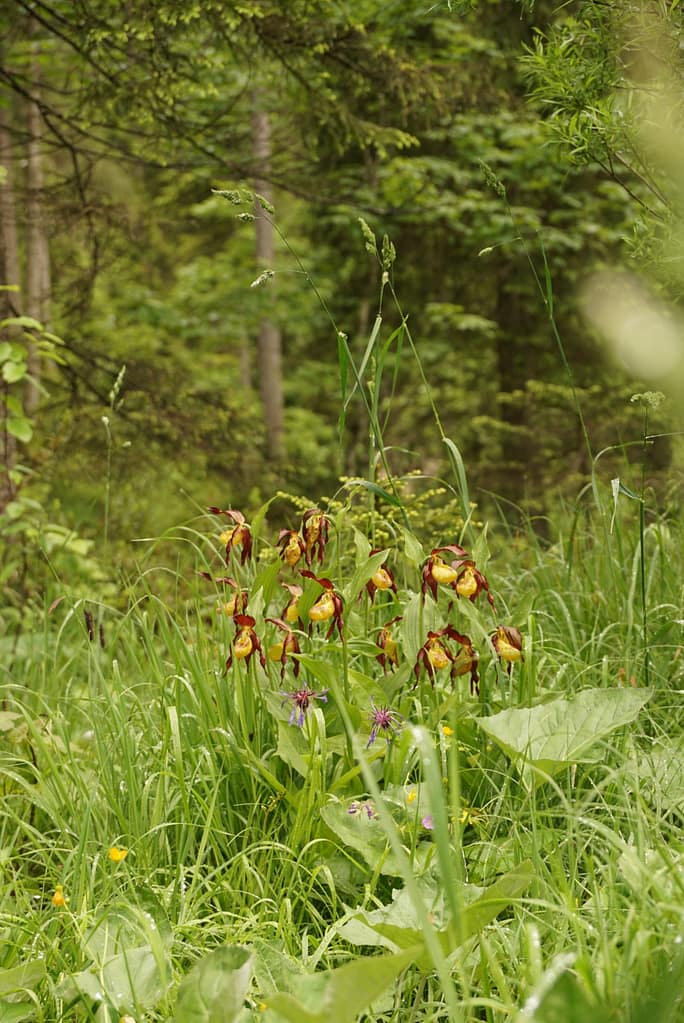Frauen- & Wanderschuhe 3 Cypripedium calceolus