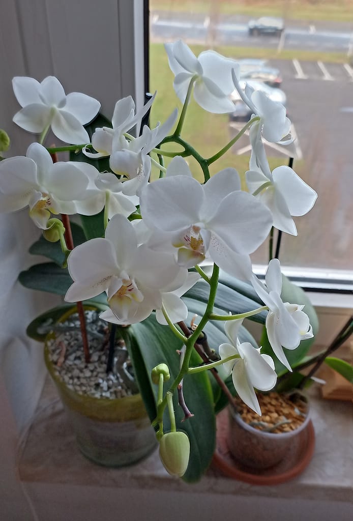 #4 Erfahrung über Colomi 2 IMG_20230109_100348