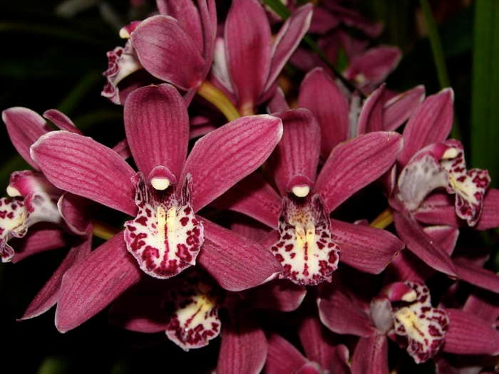 Hallo Orchideenfreunde! 38 dsc09501