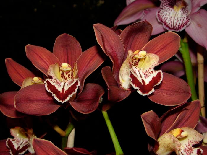 Hallo Orchideenfreunde! 37 dsc09514