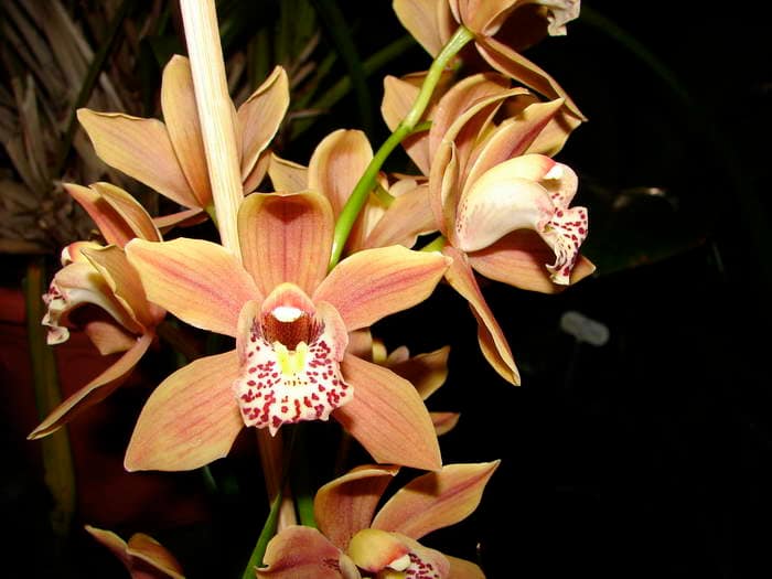 Hallo Orchideenfreunde! 36 dsc09520