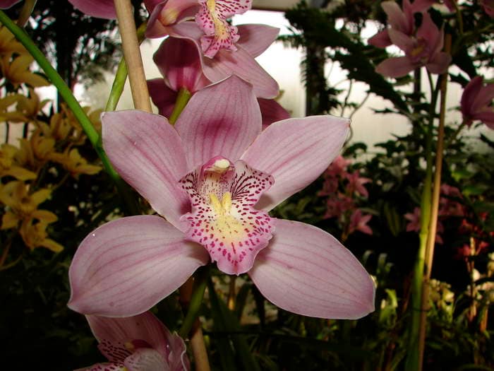 Hallo Orchideenfreunde! 35 dsc09530