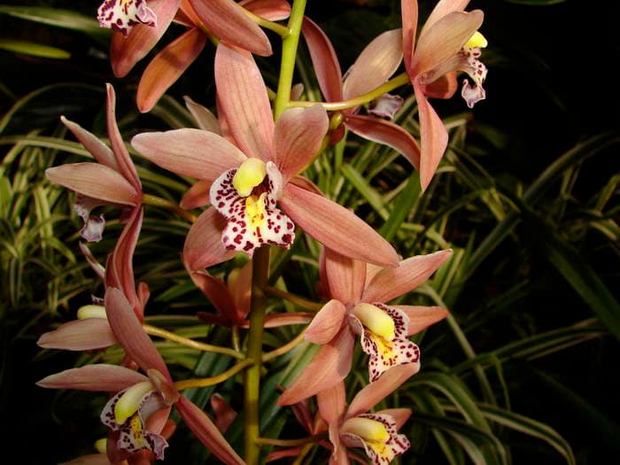 Hallo Orchideenfreunde! 34 dsc09534