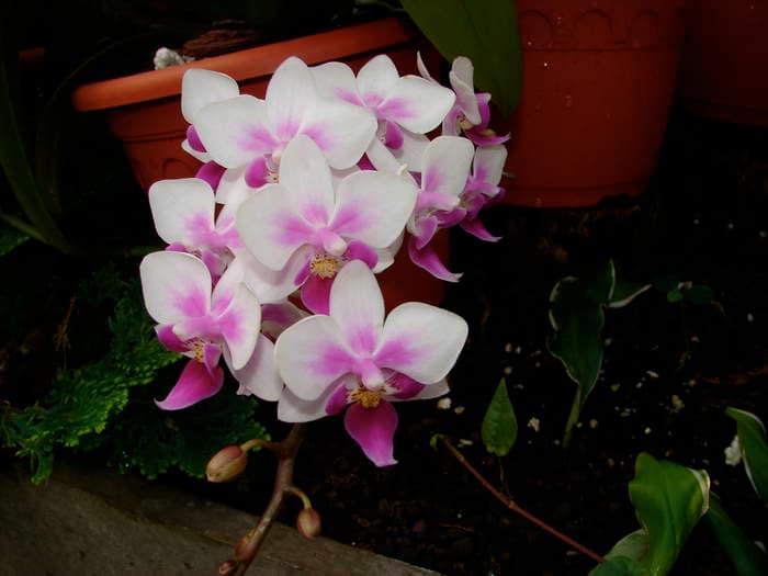 Phalaenopsis equestris 4 dsc09541