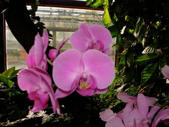 Hallo Orchideenfreunde! 33 dsc09546