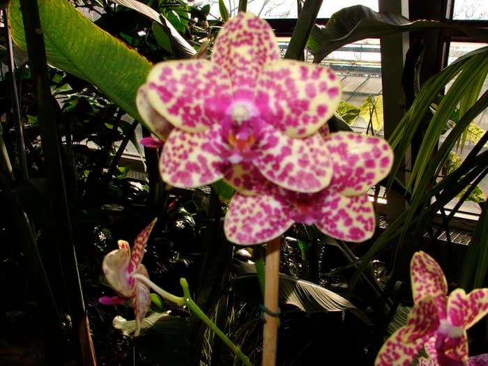 Hallo Orchideenfreunde! 29 dsc09548