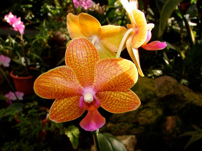 Hallo Orchideenfreunde! 31 dsc09550