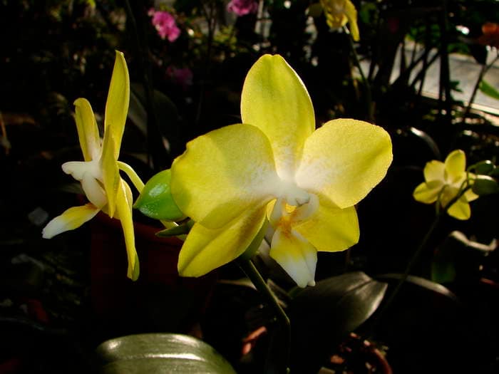 Hallo Orchideenfreunde! 30 dsc09551