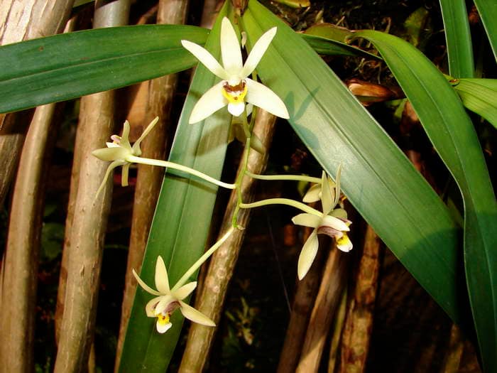 Hallo Orchideenfreunde! 28 dsc09555