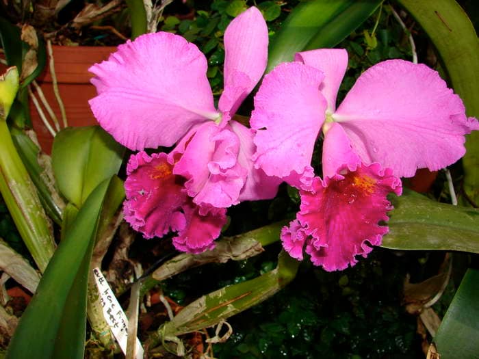 Cattleya 5 dsc09575