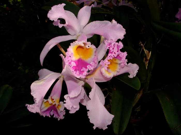 Cattleya 6 dsc09578