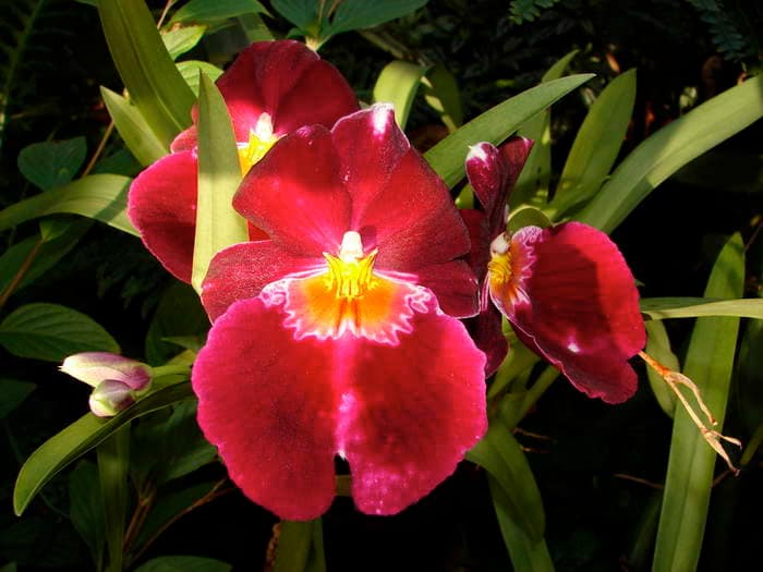 Hallo Orchideenfreunde! 27 dsc09585