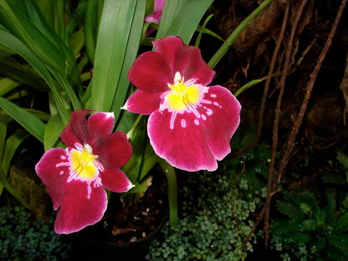 Hallo Orchideenfreunde! 26 dsc09591