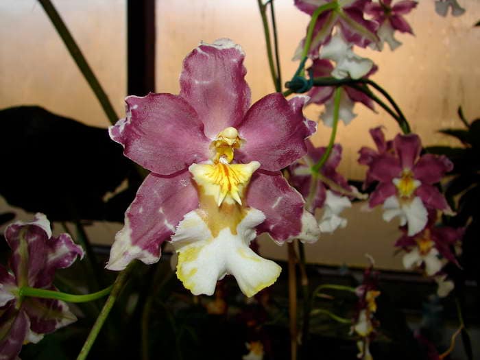 Oncidium 12 dsc09597