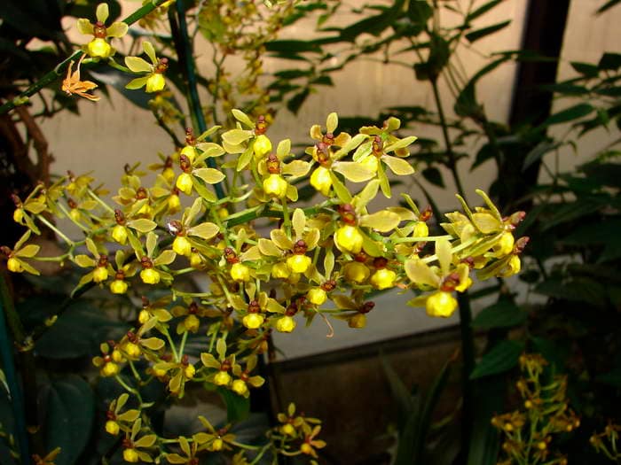 Oncidium 13 dsc09600