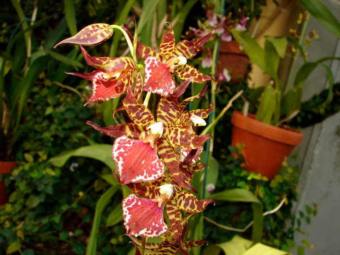 Oncidium 14 dsc09602