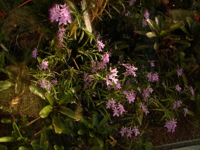 Hallo Orchideenfreunde! 25 dsc09608