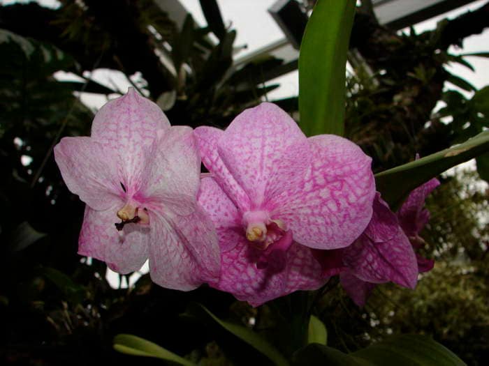 Vanda 2 DSC08886