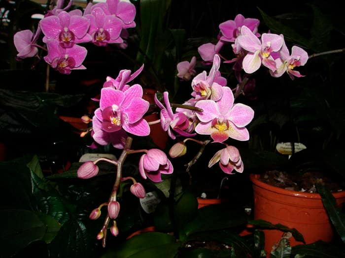 Phalaenopsis equestris 5 DSC08910